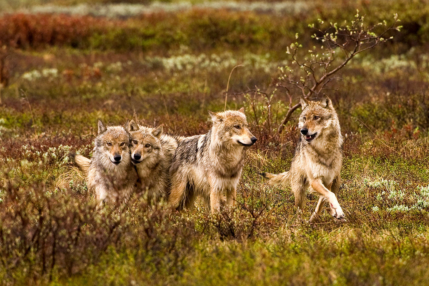 Grant Creek wolf pack in Alaska wilderness landscape print