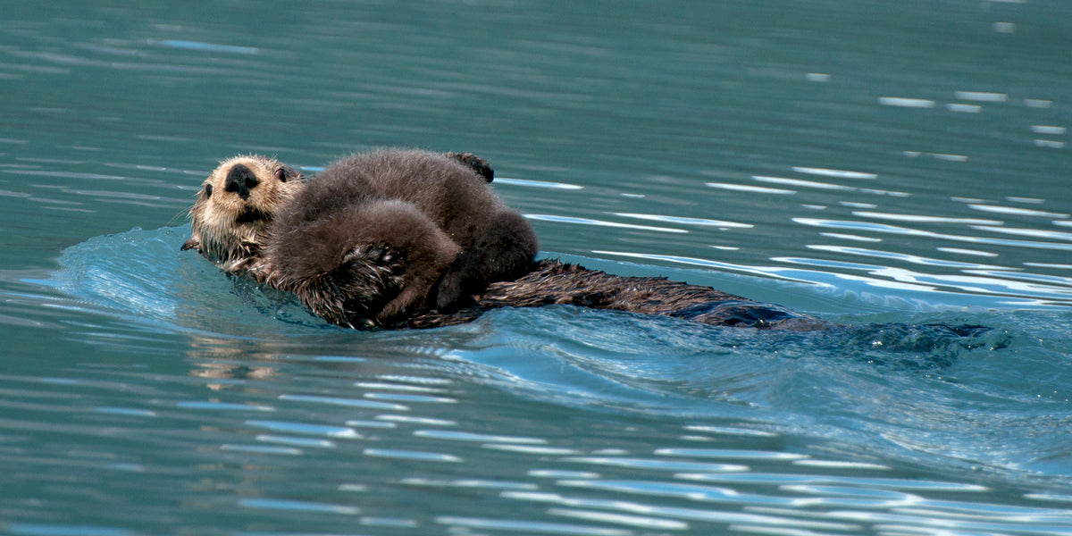Otter Pup Nap Pan B