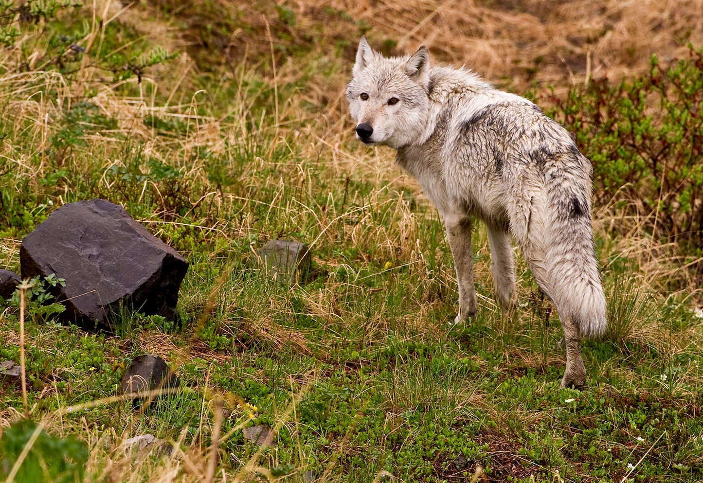 Spirit Of The Pack