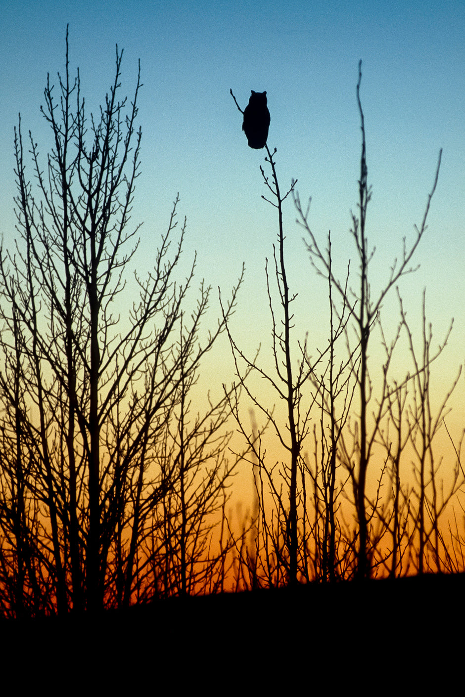 Twilight Sentinel