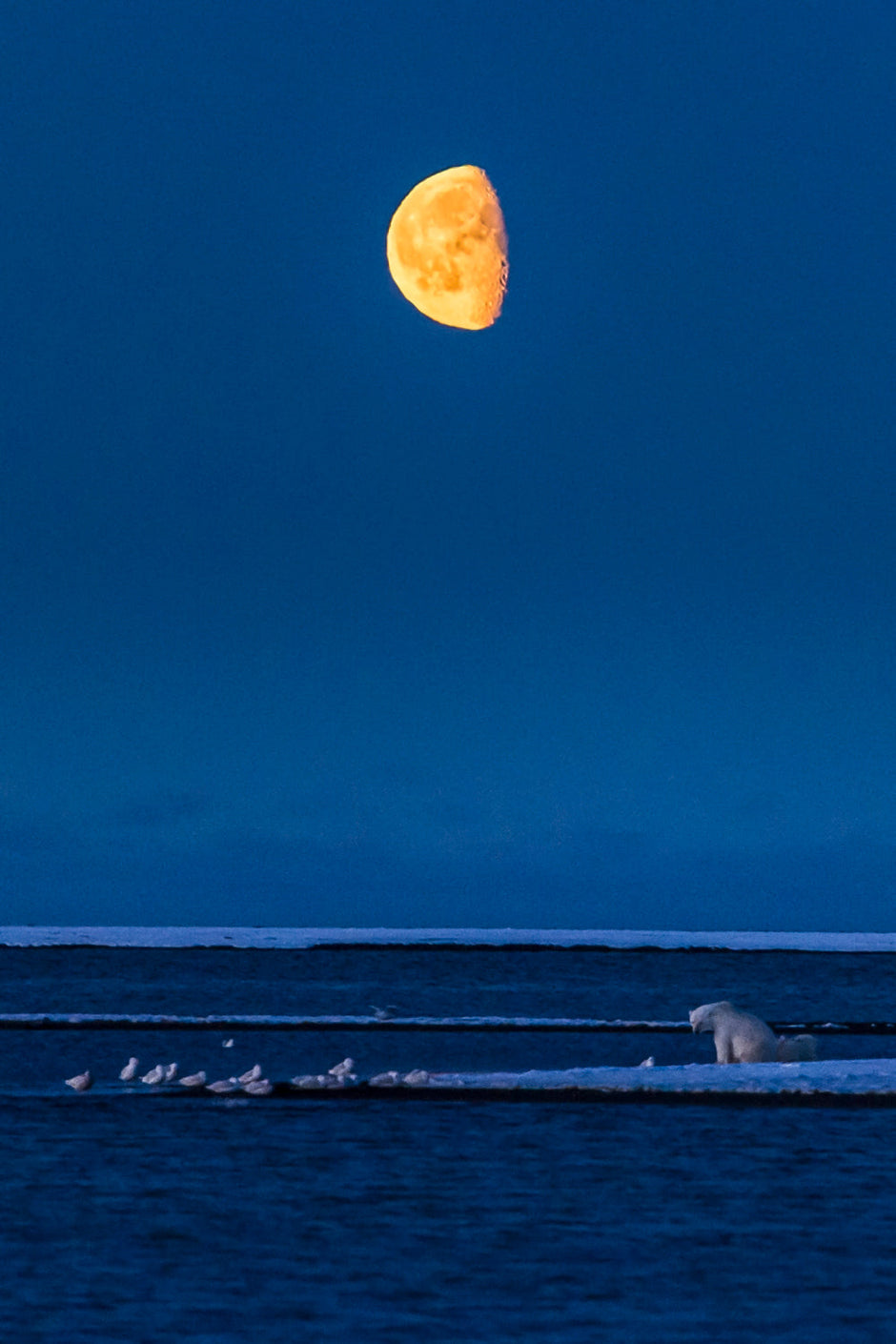 Full moon rising over Arctic Alaska wildlife portrait landscape