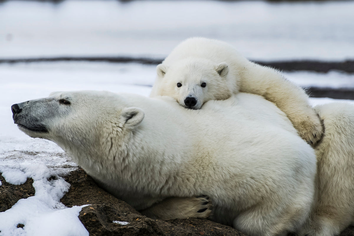 Two Alaska brown bears in a bear hug wildlife landscape