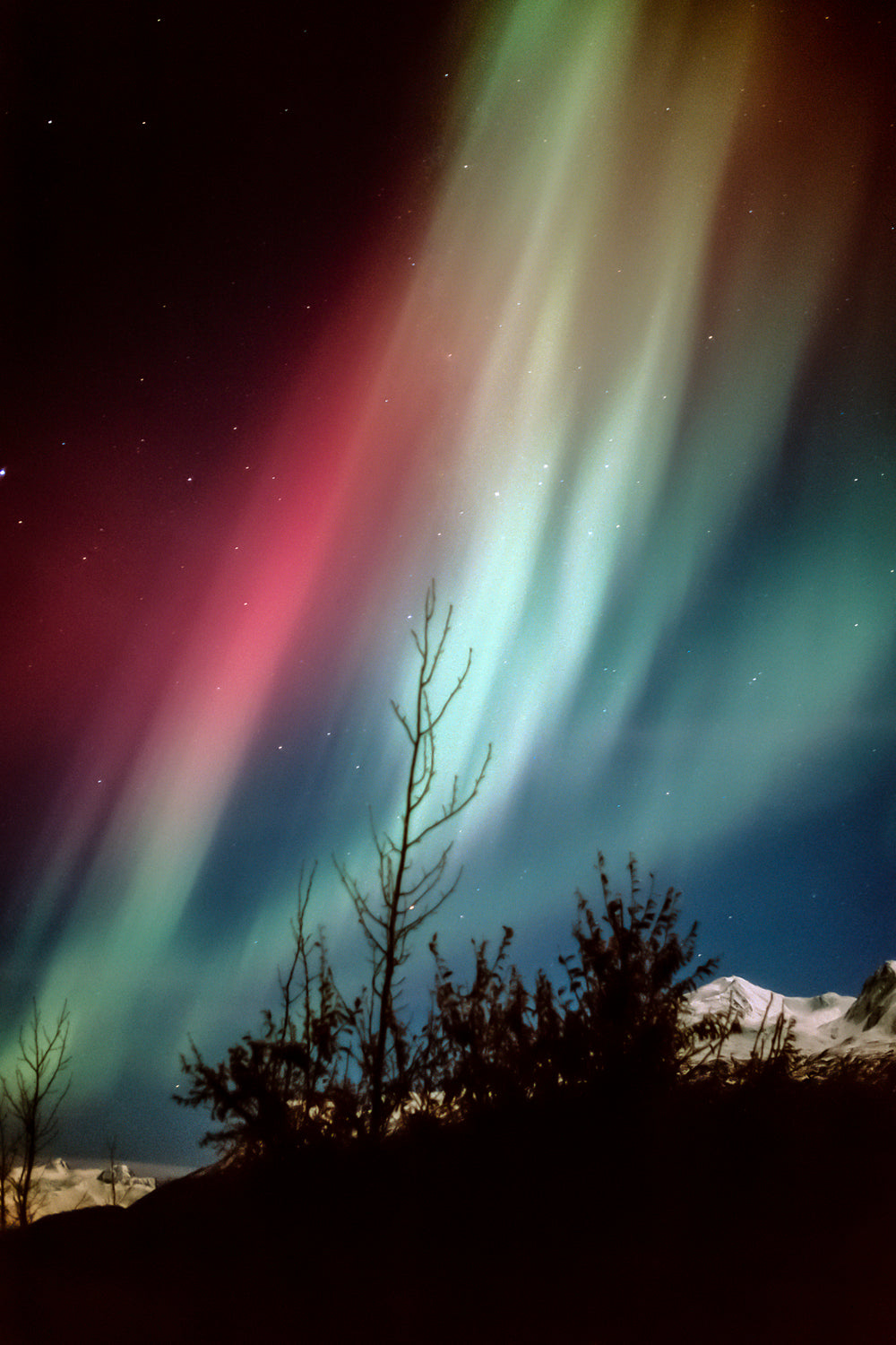 Vertical aurora borealis symphony of colors in Alaska's night sky