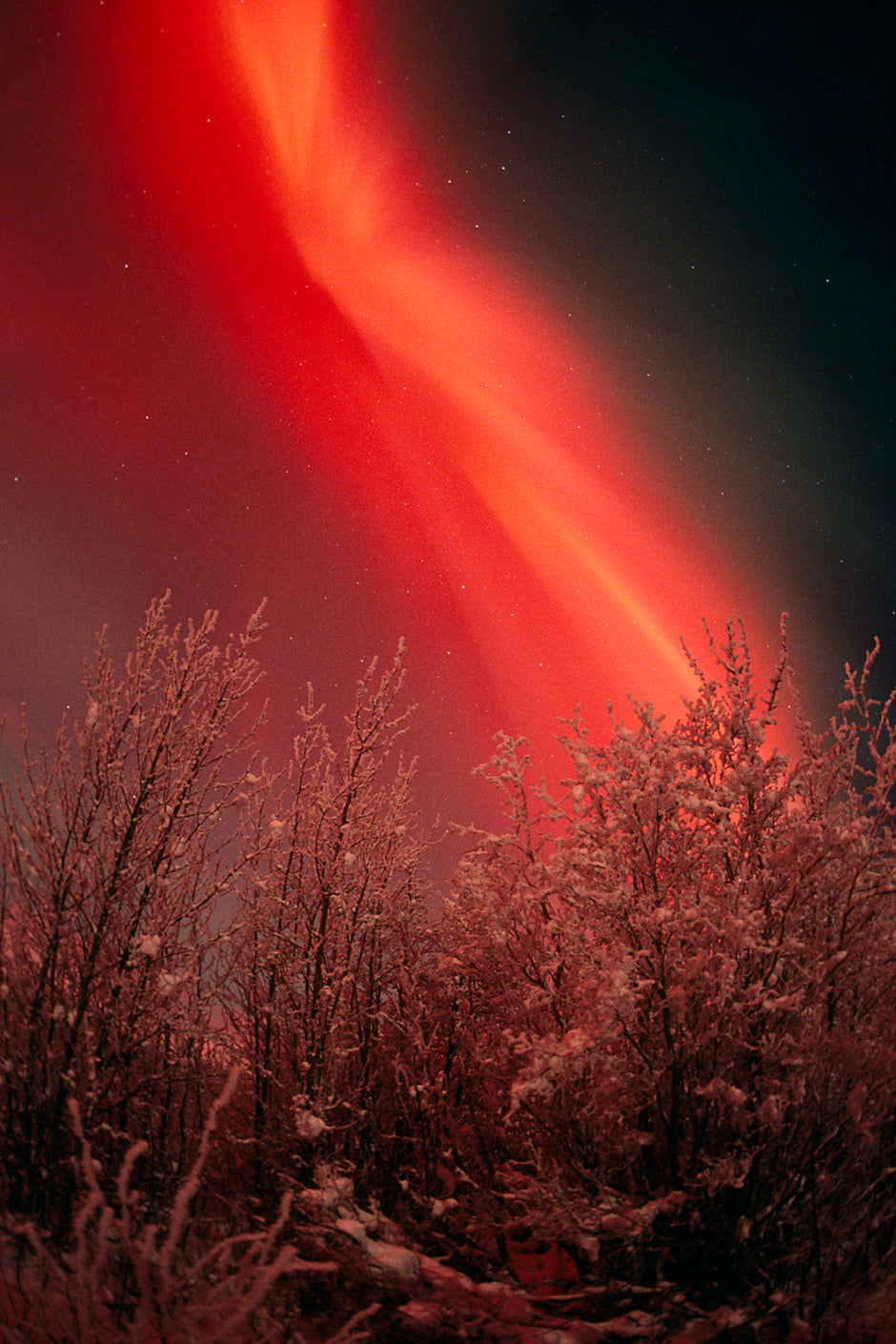 Rare crimson red aurora corona blazing in Alaska's night sky portrait
