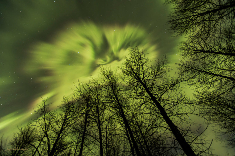 Aurora borealis crowning boreal forest treeline in Alaska landscape