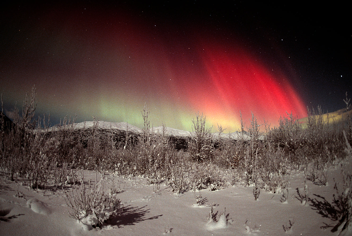 Frost-covered Alaska landscape illuminated by aurora fire above