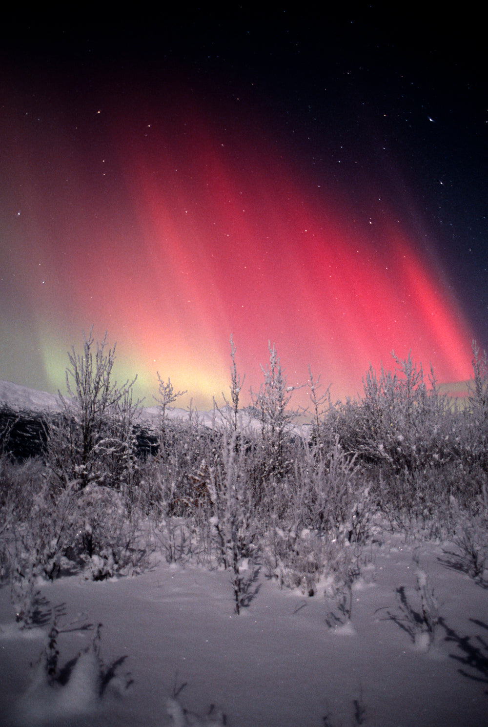 Frost-covered Alaska trees glowing beneath aurora fire portrait