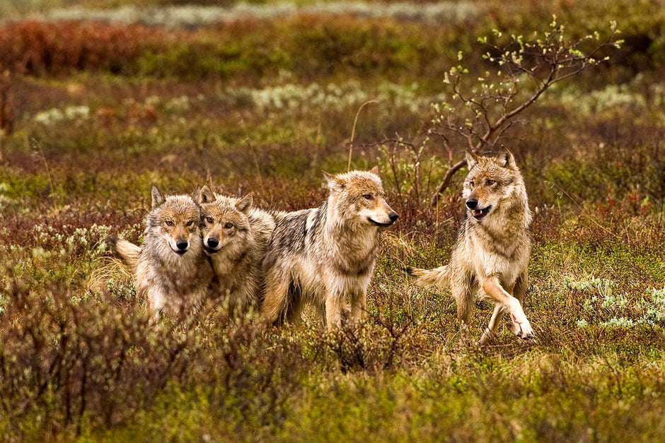 Grant Creek wolf pack in Alaska wilderness landscape print