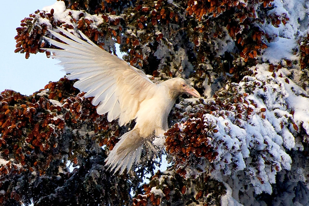 Rare ivory white raven perched in Alaska wildlife landscape