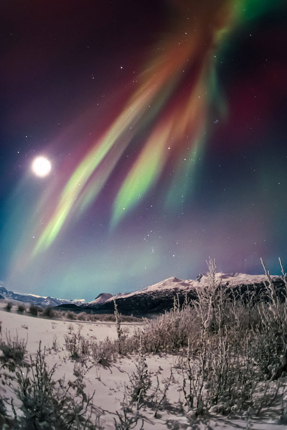 Midwinter aurora borealis color medley in Alaska portrait