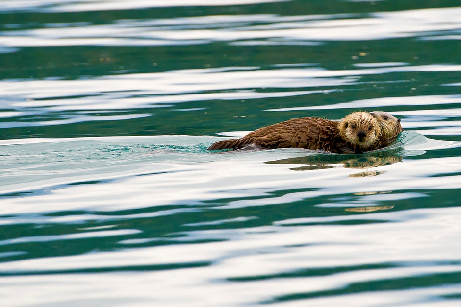 Otter Pup Awake