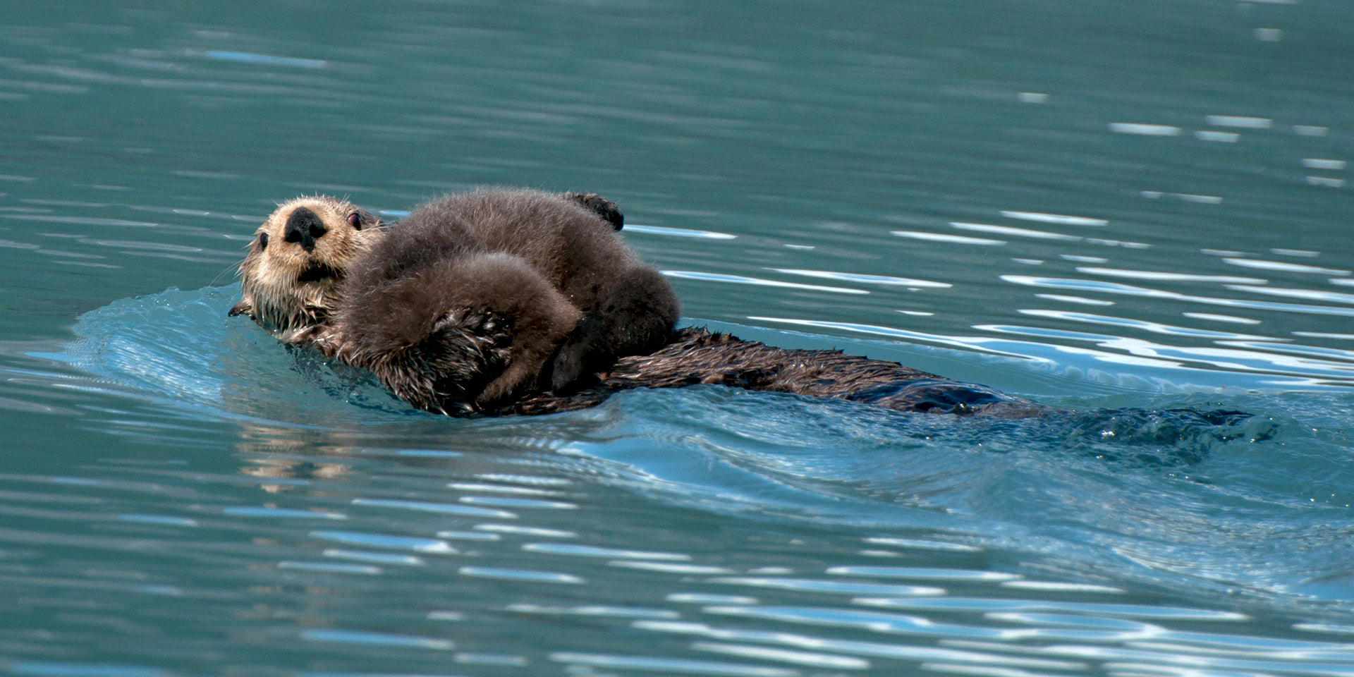Otter Pup Nap Pan B