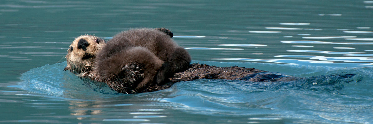 Otter Pup Nap Pan