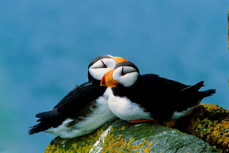 Puffin Pals
