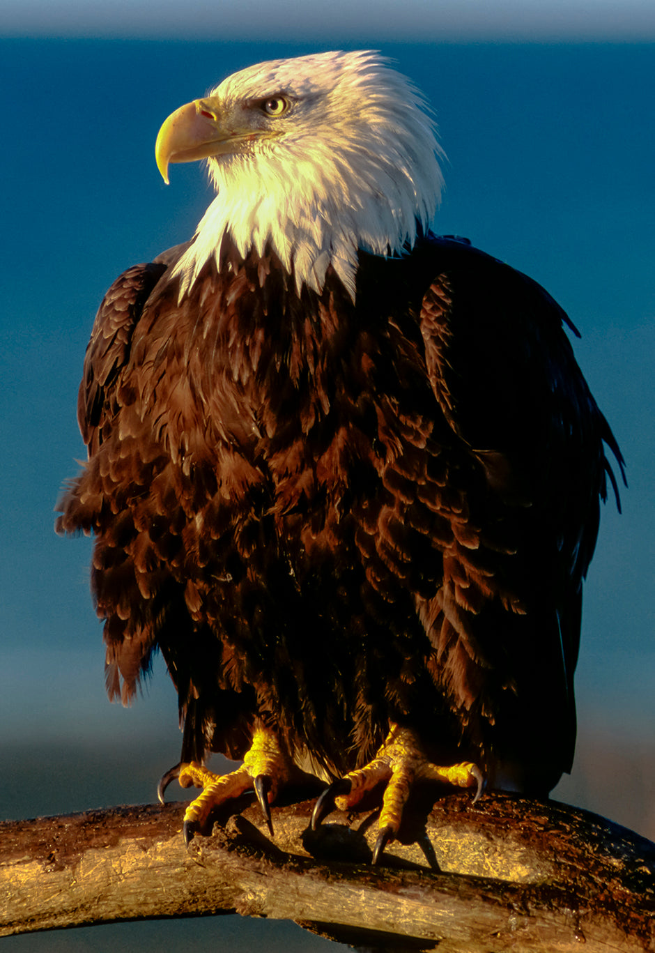 Regal