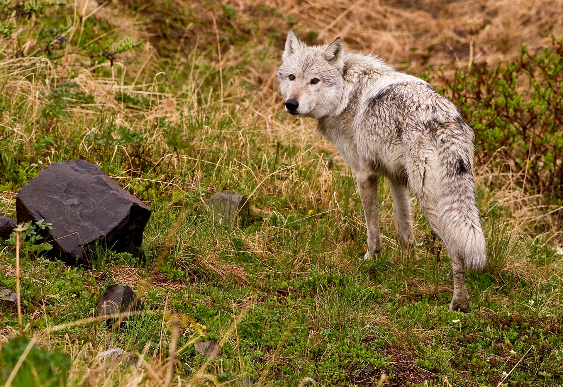 Spirit Of The Pack