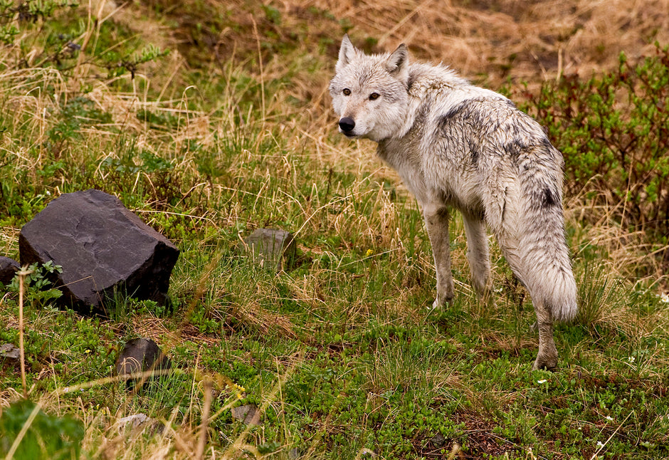 Spirit Of The Pack