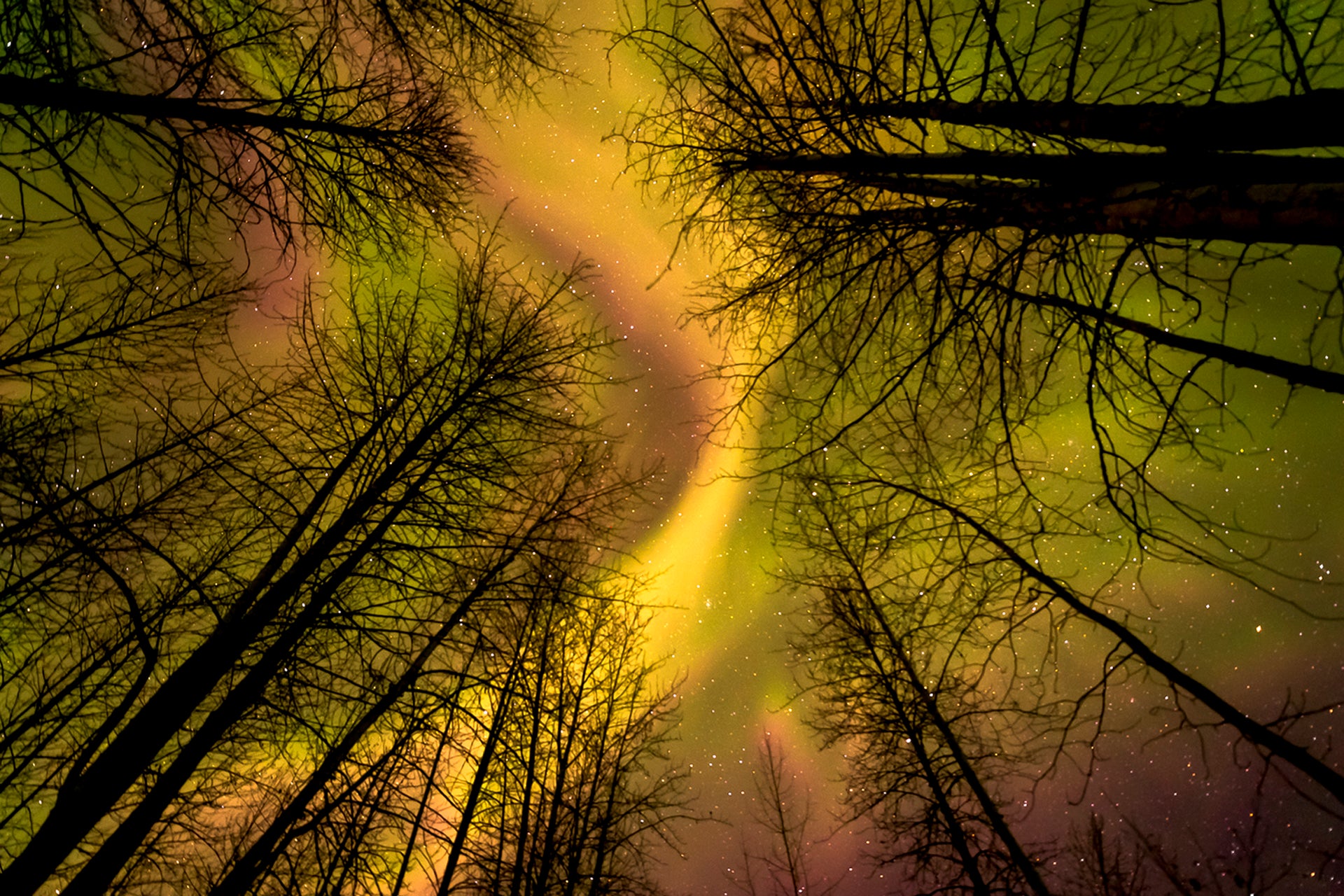Treetop Treasure