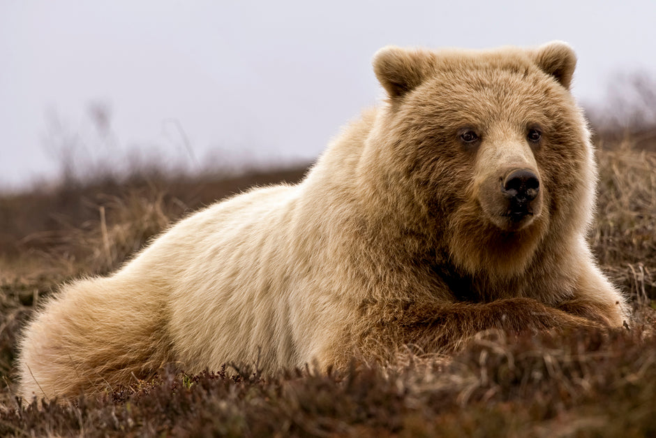 Tundra Queen