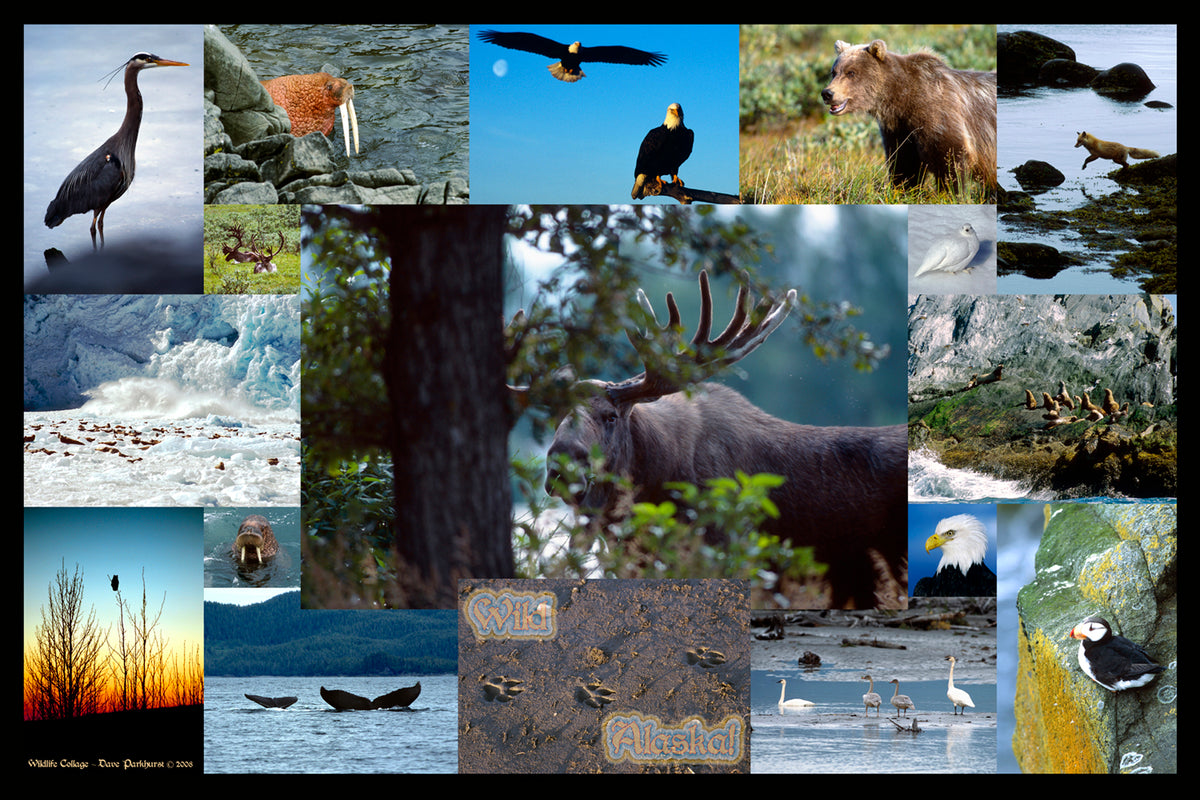 Wildlife Collage